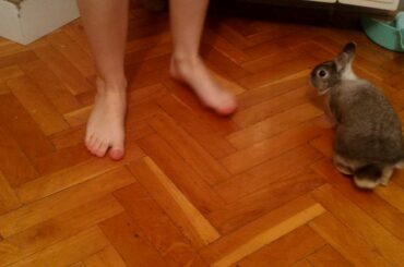 Cute bunny tries to hump her owner's leg.