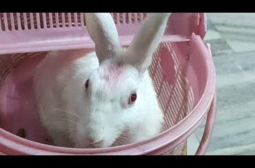 Cute Rabbit natural beauty प्यारा खरगोश प्राकृतिक सौंदर्य