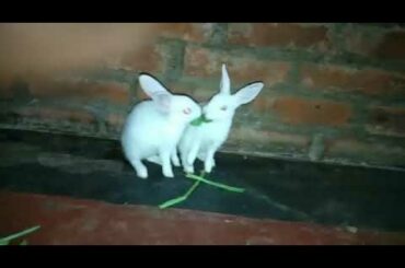 Cute rabbit playing