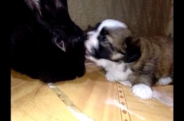 Cute little puppy loves kissing bunny