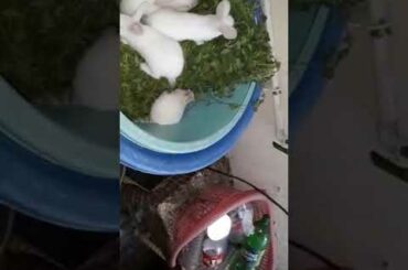 Beautiful bunnies #Rabbit