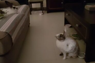 Cute Rabbit Interaction