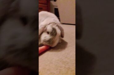 Cute Rabbit eating a carrot ❤
