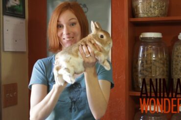 How To Hold A Rabbit