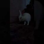 White Rabbit | Cute Rabbit | Shastrinagar, Jaipur, Rajasthan.