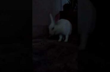 White Rabbit | Cute Rabbit | Shastrinagar, Jaipur, Rajasthan.