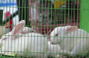 Baby Rabbit for sale at Fish and Pet market Chennai