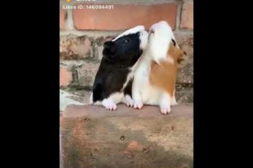Cute rabbits