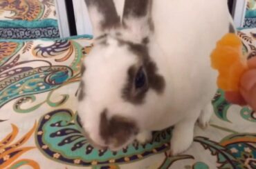 My cute bunny 🐰🐰🐰eating orange 🍊