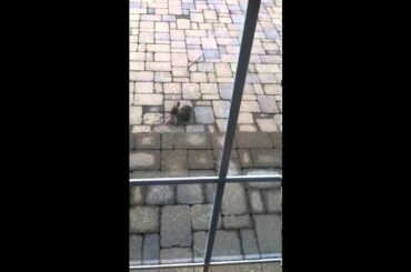 adorable baby rabbit!