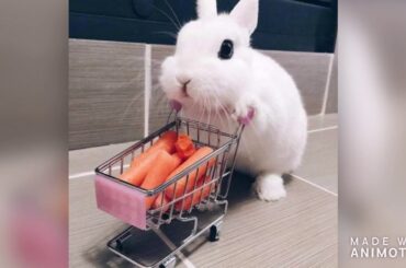 cute bunny clip