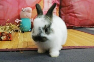 Conejitos bebés comiendo con papá Pig, Cute baby bunnies. 🐰😊🐷
