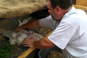 Raising Meat Rabbits - 11 baby bunnies!!!  Cleaning up after the birth.