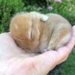 Baby Rabbit Is The Cutest Thing On Earth