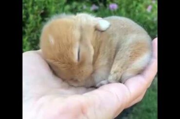 Baby Rabbit Is The Cutest Thing On Earth