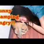 Bunny stamping CUZ she's angry!!【Ragdoll cats】【adorable cute animals】
