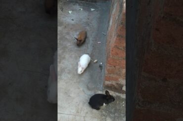 Rabbit baby playing