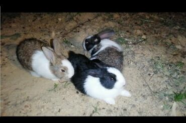 Cute Animal Baby  Rabbit