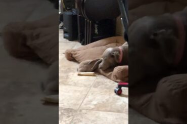 Dog adopts bunny...