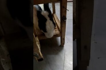 Cute Rabbit opening door of cage 🐇🐇🐇🐇