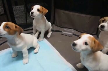 Cute baby animals Videos Compilation cute moment of the animals   Soo Cute! #30