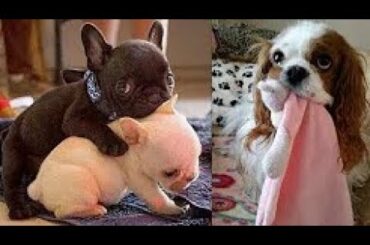 Cute baby animals Videos Compilation cute moment of the animals   Soo Cute! #27