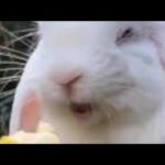 Adorable bunny enjoys sweet banana! Cuteness overload