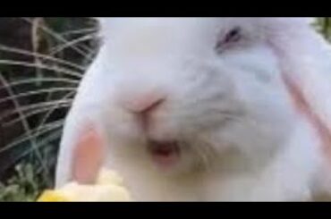Adorable bunny enjoys sweet banana! Cuteness overload