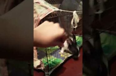 My adorable bunnies are looking for some food