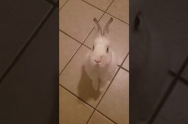Smart bunny🐇🐇🐇❤❤❤