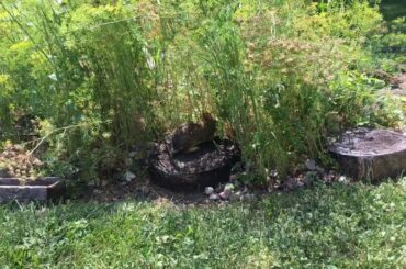 Baby bunny visiting my garden - so cute