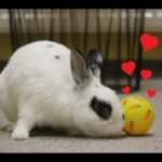 BUNNY PLAYING WITH A BALL | cute video