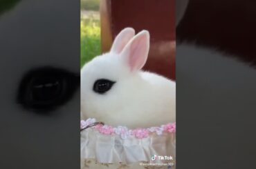Cute rabbit 😇😇