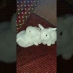 Adorable Bunny Cleans His Baby Brother❤️