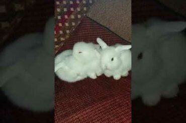 Adorable Bunny Cleans His Baby Brother❤️
