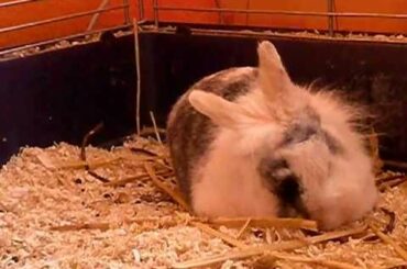 cute rabbit having nightmare