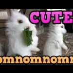 CUTE Baby Rabbits Eating ASMR Mukbang