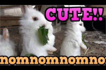 CUTE Baby Rabbits Eating ASMR Mukbang