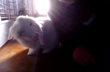 My Cute Bunny Snowy