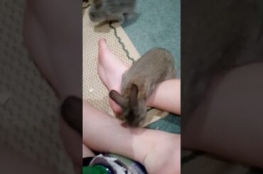 just baby bunnies running around for 30 minutes