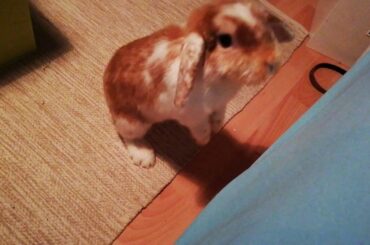 Guess who ate carrot and pepper ;) cute bunny Maya