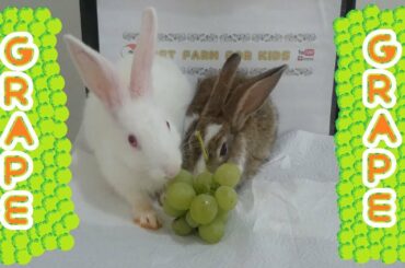 Rabbits Eating Green Grape ASMR - Cute rabbits Romeo and juliet