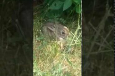 BABY RABBIT! (Close up)