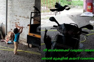 Baby and Bird funnny Fails|Cute Bird Falling in love with baby...