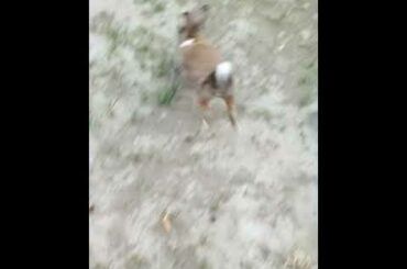 My cute rabbit videos running compliation