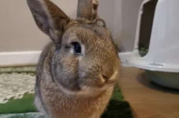 Cute Rabbit Eating a Banana
