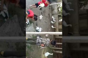 Cute rabbit video