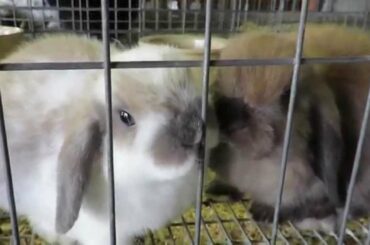 2015 Epic Rabbit Compilation - Bunnies crazy for Raisins!!!