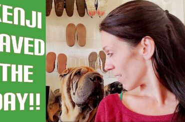 Shar Pei Attacked Saving Baby Rabbits