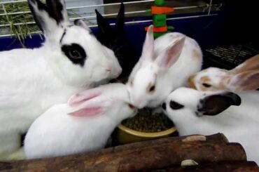 Mother Rabbit Daisy eats with her 6 babies